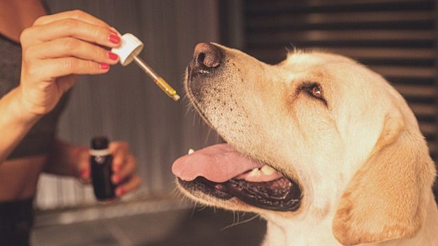 Cannabis in der Tiermedizin: Ein Blick auf die aktuelle Forschung und Anwendungsmöglichkeiten